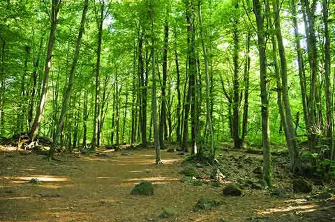 fageda_den_jorda_catalonia_garrotxa_forest_spain_680.jpg