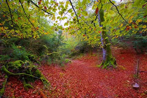 selva_de_irati_navarra_pyrenees_spain_680.jpg