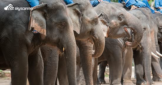 Elephant Lampang Elephant Lampang