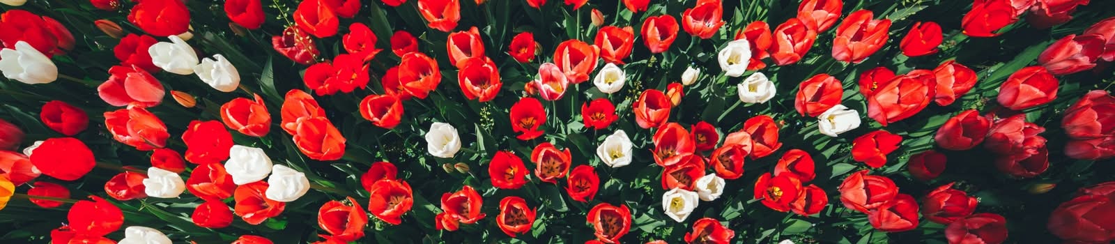 Where and when to see tulips near Amsterdam Where and when to see tulips near Amsterdam