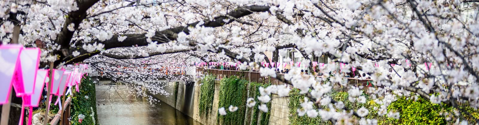 6 world's most amazing natural wonders you can only see in spring 6 world's most amazing natural wonders you can only see in spring