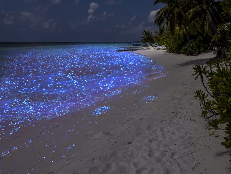 *Интересное, полезное, забавное* - Страница 9 Maldives-bioluminiscent-plankton