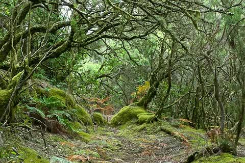 rainforest_in_garajonay_national_park_la_gomera_canary_islands_spain_680.jpg