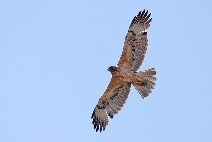 Bonelli's eagle © VivekMalleshappa
