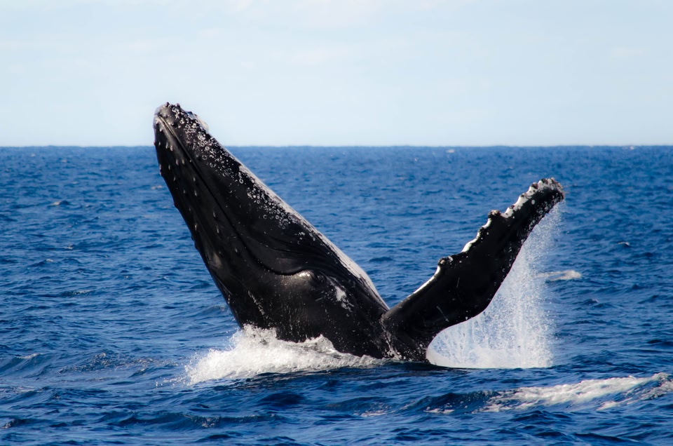 Whale watching