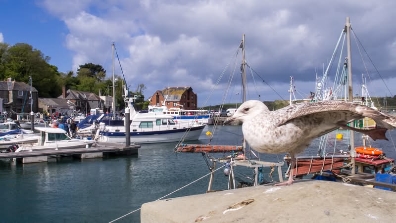 Padstow harbour view