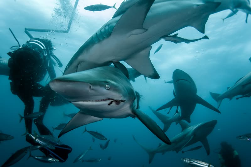 В логове акул в ЮАР Плавание с акулами в клетке в бухте Гансбай в ЮАР