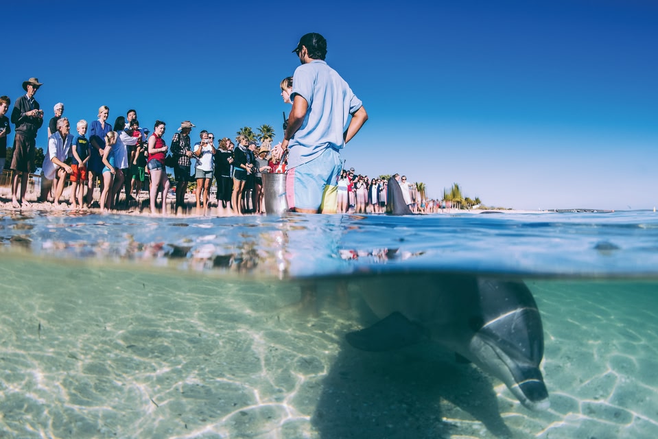 Dolphin feeding