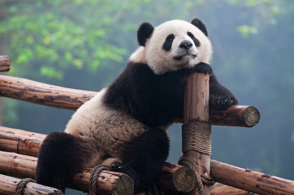 Chengdu
