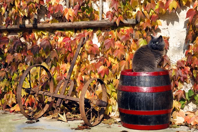 680-house-with-ivy-on-the-walls-and-a-ca