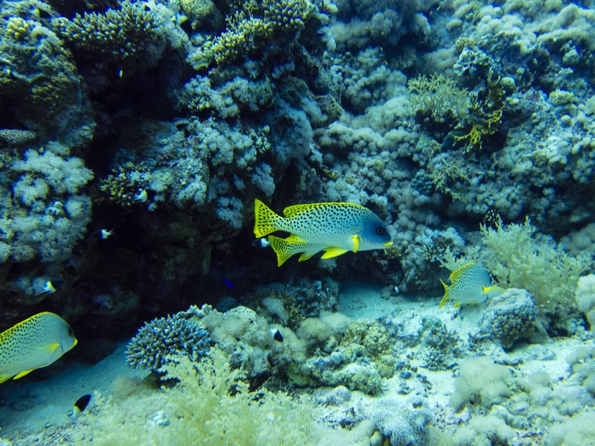 Заповедник Рас-Мохаммед