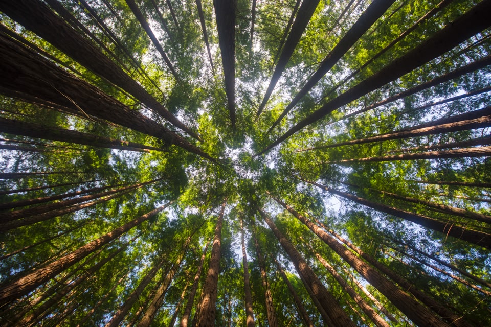 Redwood National Park, California