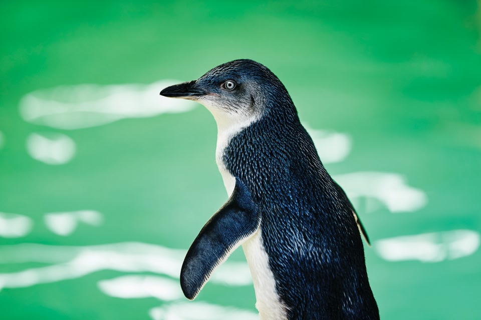 Penguin Island