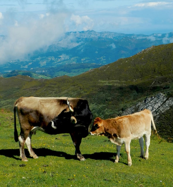 Bétail avec son petit dans les Asturies, en Espagne.