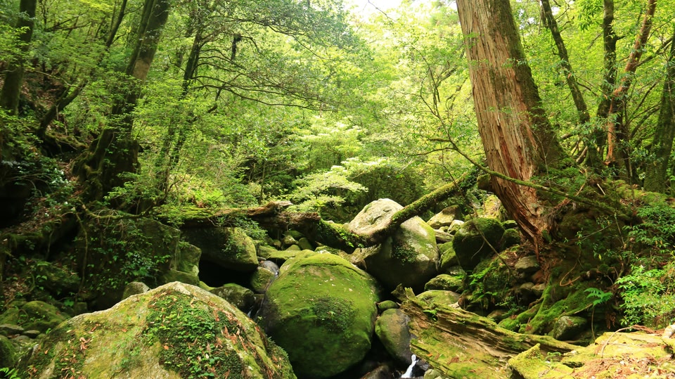 日本屋久島