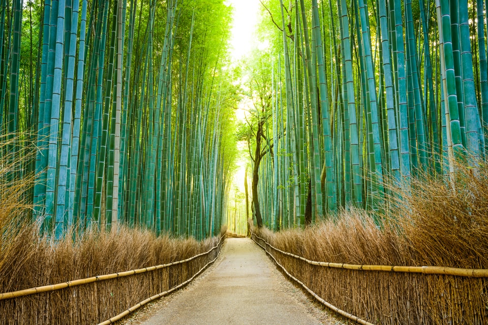 Arashiyama bamboo forest 