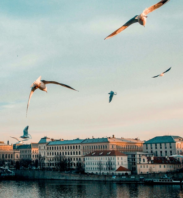 Gull Flying Above Body of Water in Prague, Czechia.