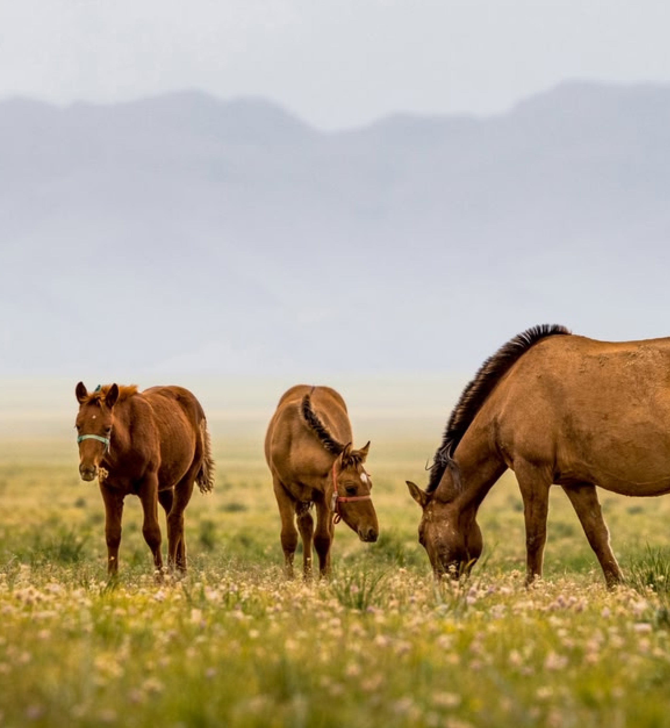 モンゴル、ウランバートル郊外の草原を走る馬。