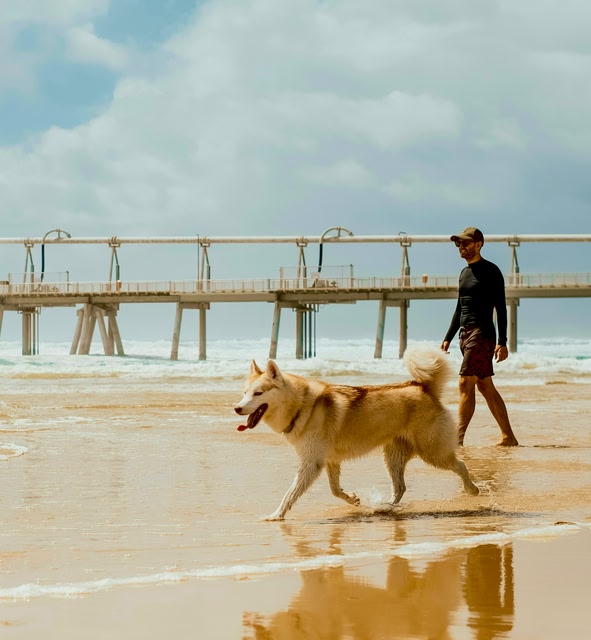 a Man Walking with surfboard a Beach next to the Ocean in Gold Coast, Australia.