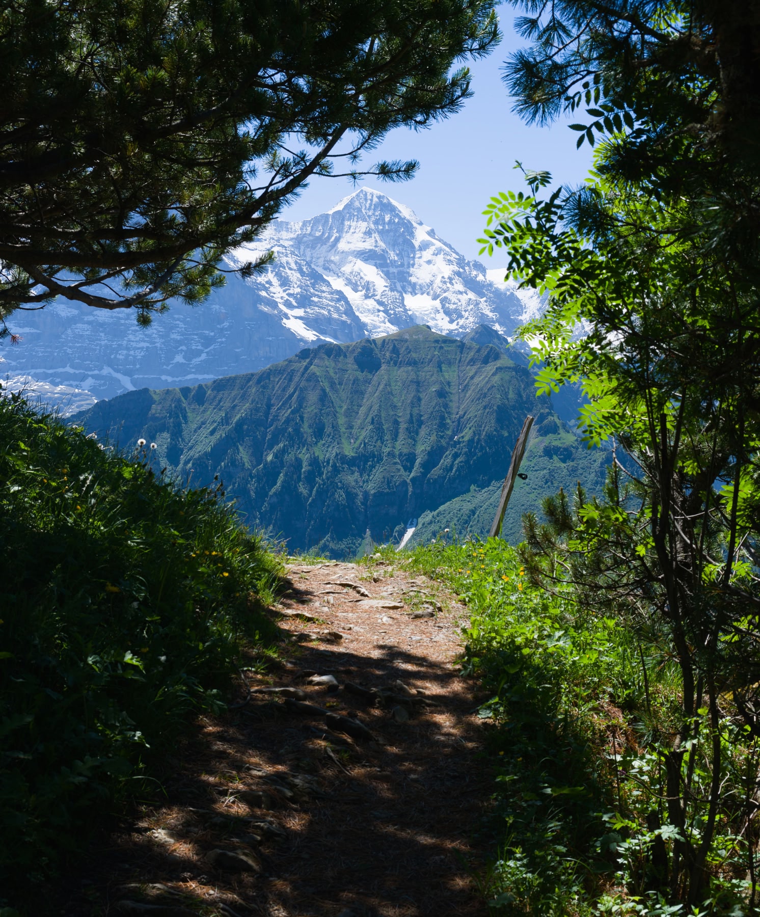 Waldweg, der zu einem schneebedeckten Berggipfel führt.
