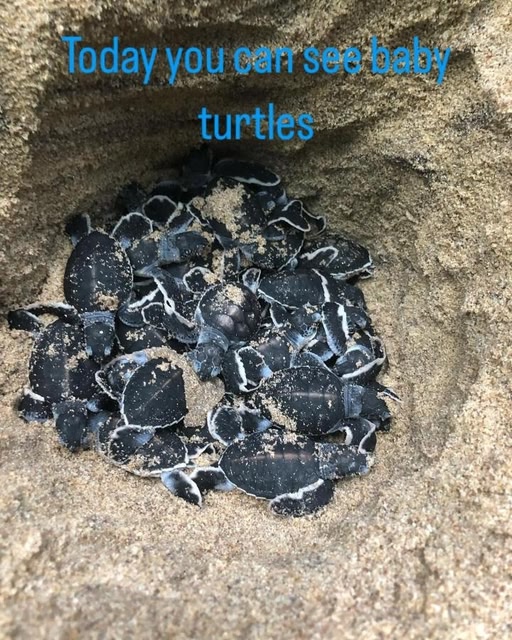 JK House Turtle Point