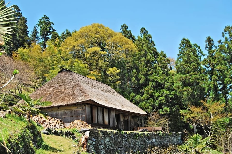 Chiiori