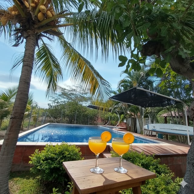 Palm Tree View