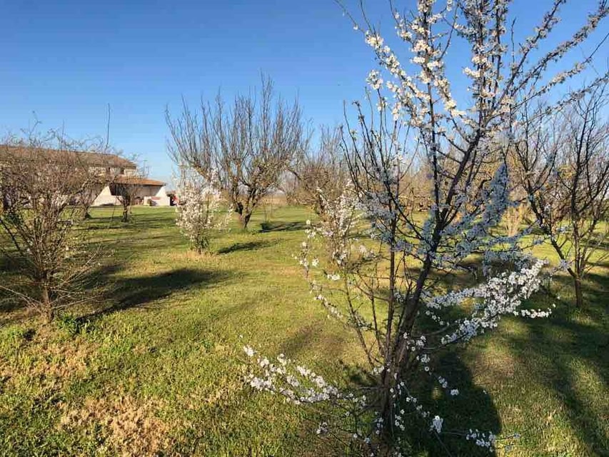 Le Camarguais