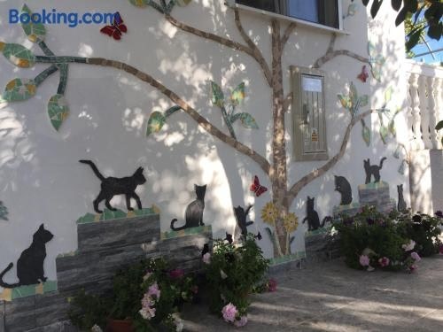 Apartment Cats