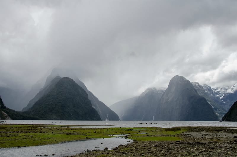 Sifakka, Nueva Zelanda