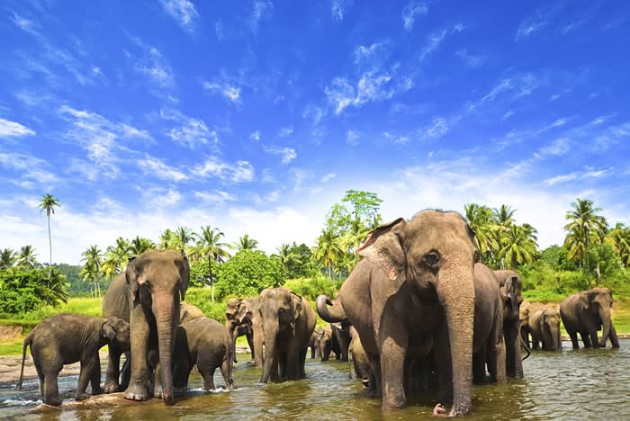 Encontre os melhores hotéis nas cidades de Sri Lanka, clicando na foto!