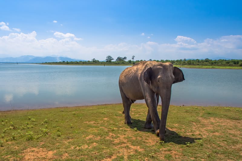 Sri Lankan elephant An elephant on the waterfront in Sri Lanka