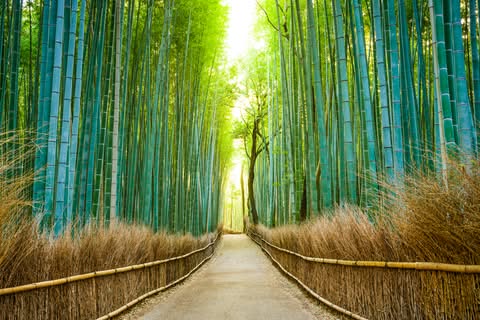 bosque de bambú en arashiyama kioto