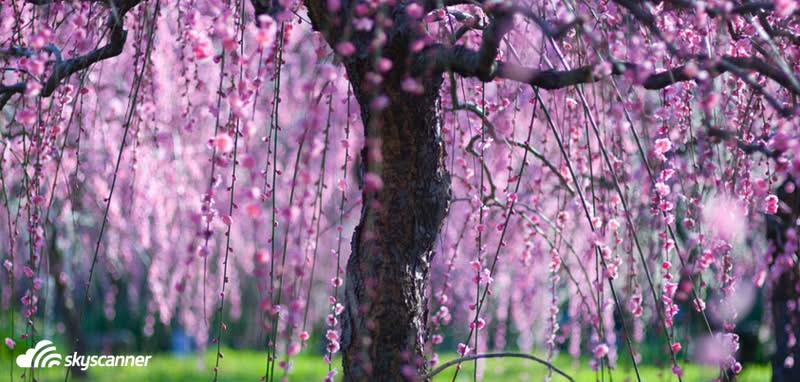 Shidare Sakura, Nagoya, Japan