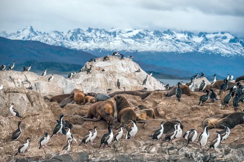 Seabirds and seals in Tierra del Fuego National Park, Argentina