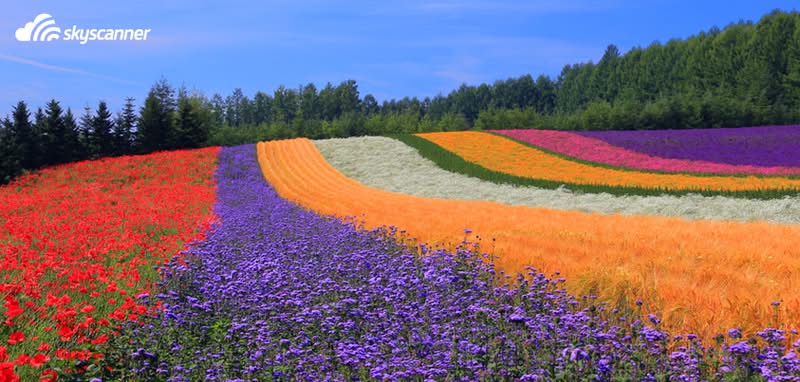 Tomita Farm, Furano, Japan