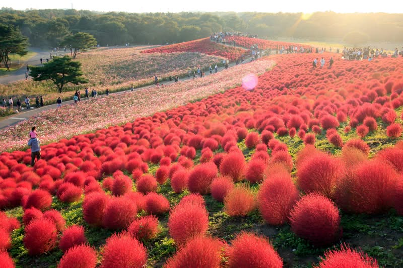 Top 10 places to visit in Japan during Autumn
