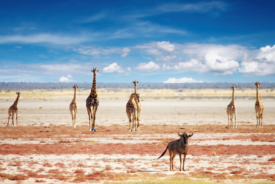 Die schönsten Nationalparks in Afrika: Etosha Nationalpark, Namibia