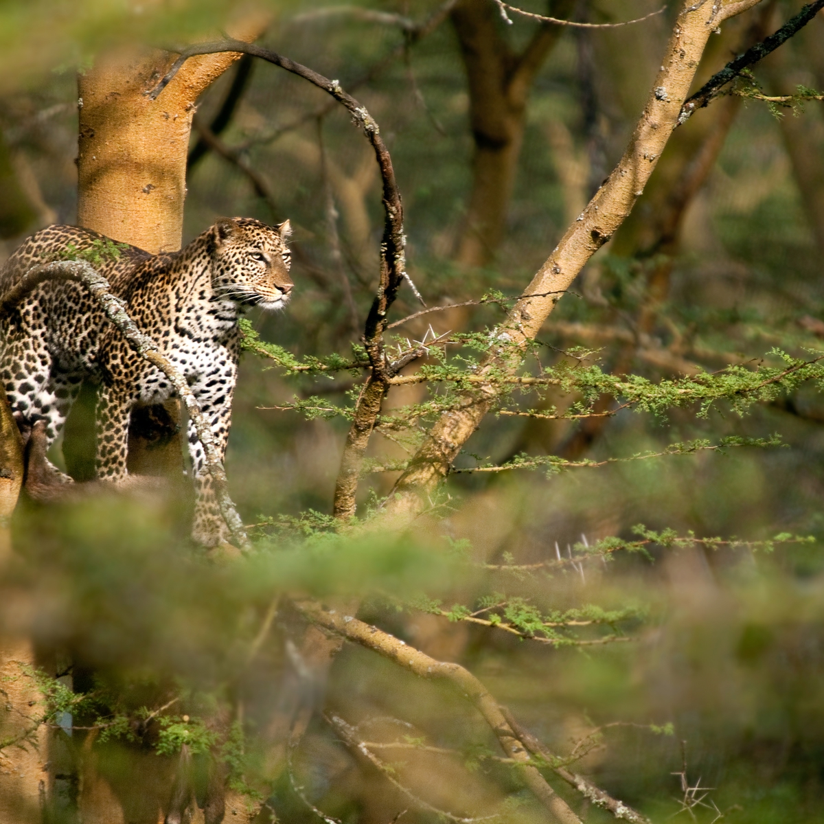 Die schönsten Reiseziele Afrikas: Okavangodelta, Botsuana