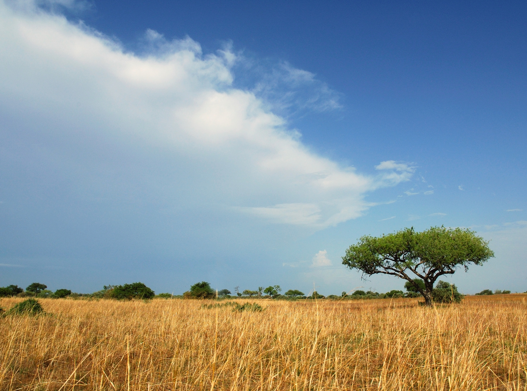 Safari getaway in the delta and reeds