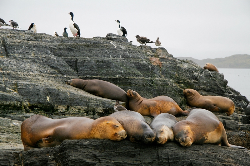 Viaggio in Patagonia, animali