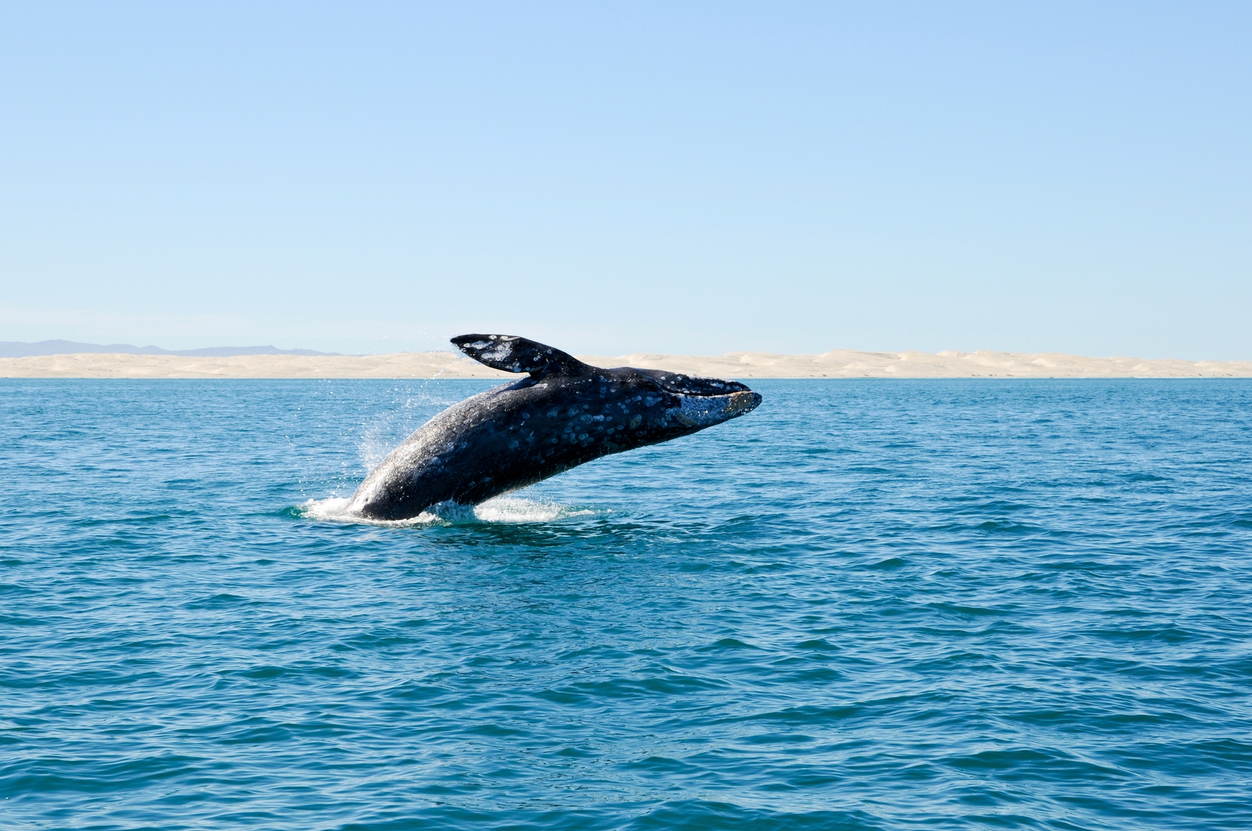 Spit humpback whales on an ethical wildlife tour