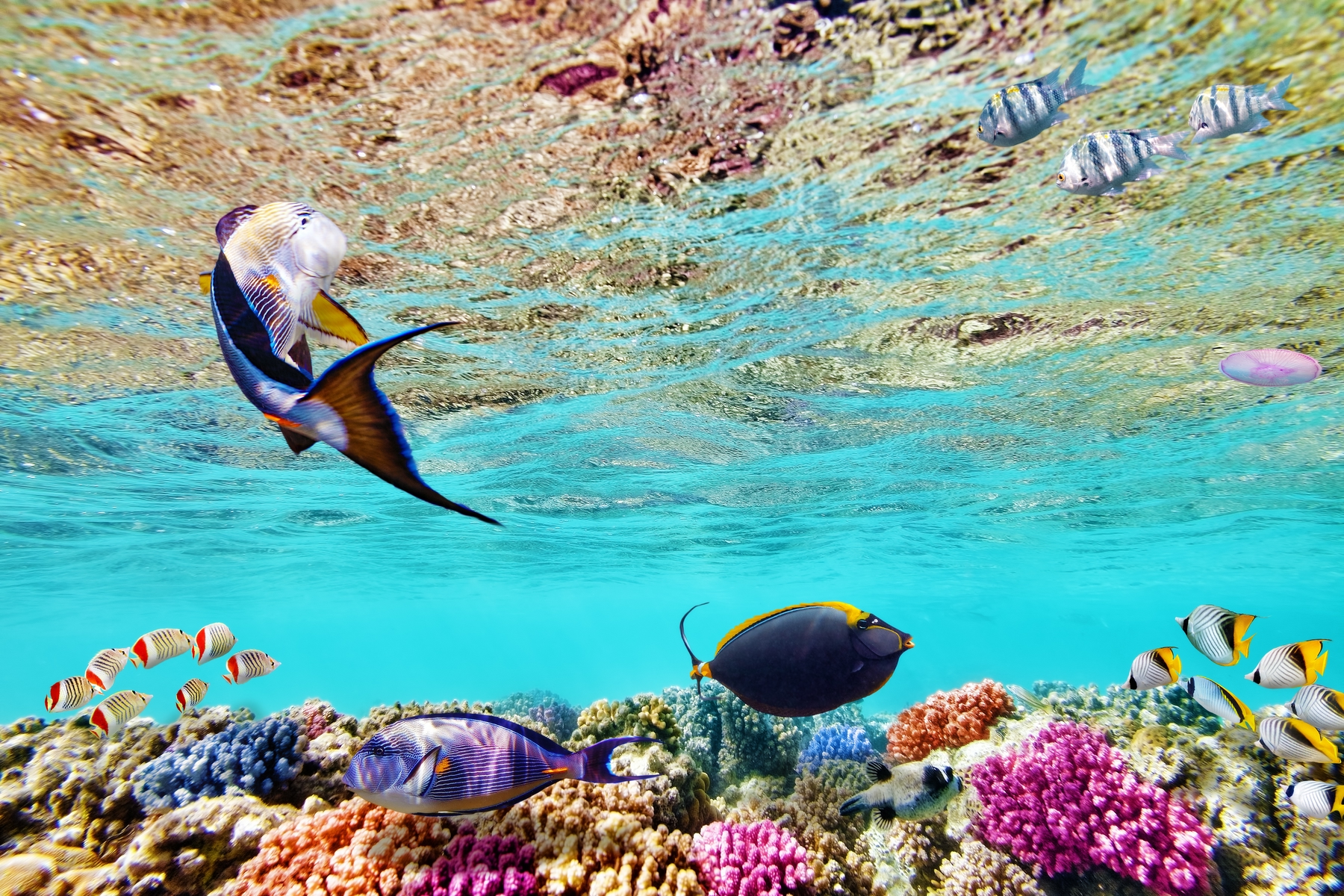 Дайвинг в Египте