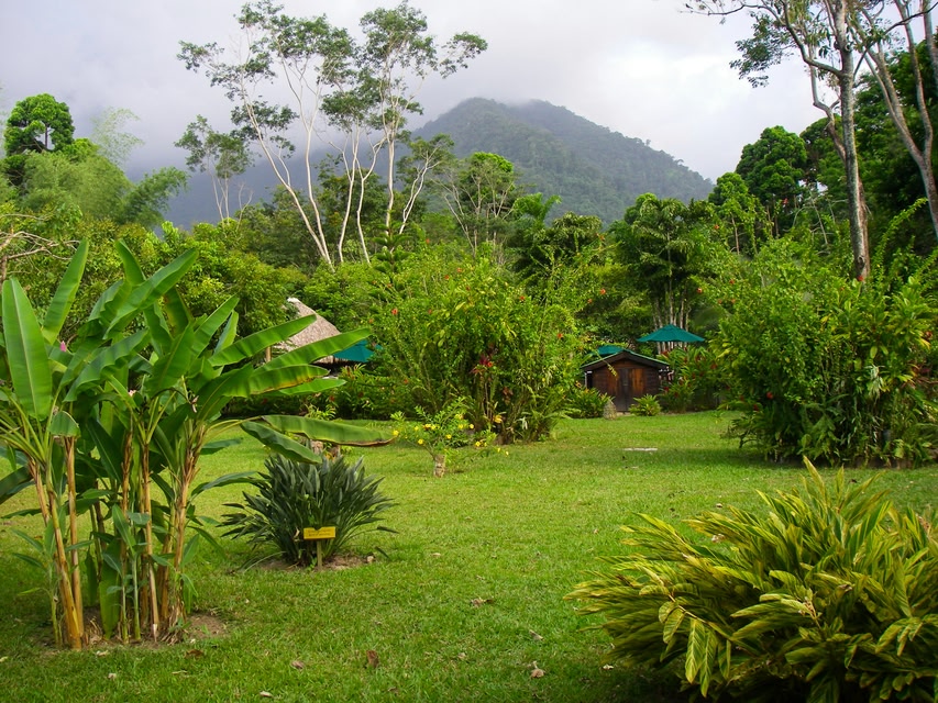 jungle in Honduras