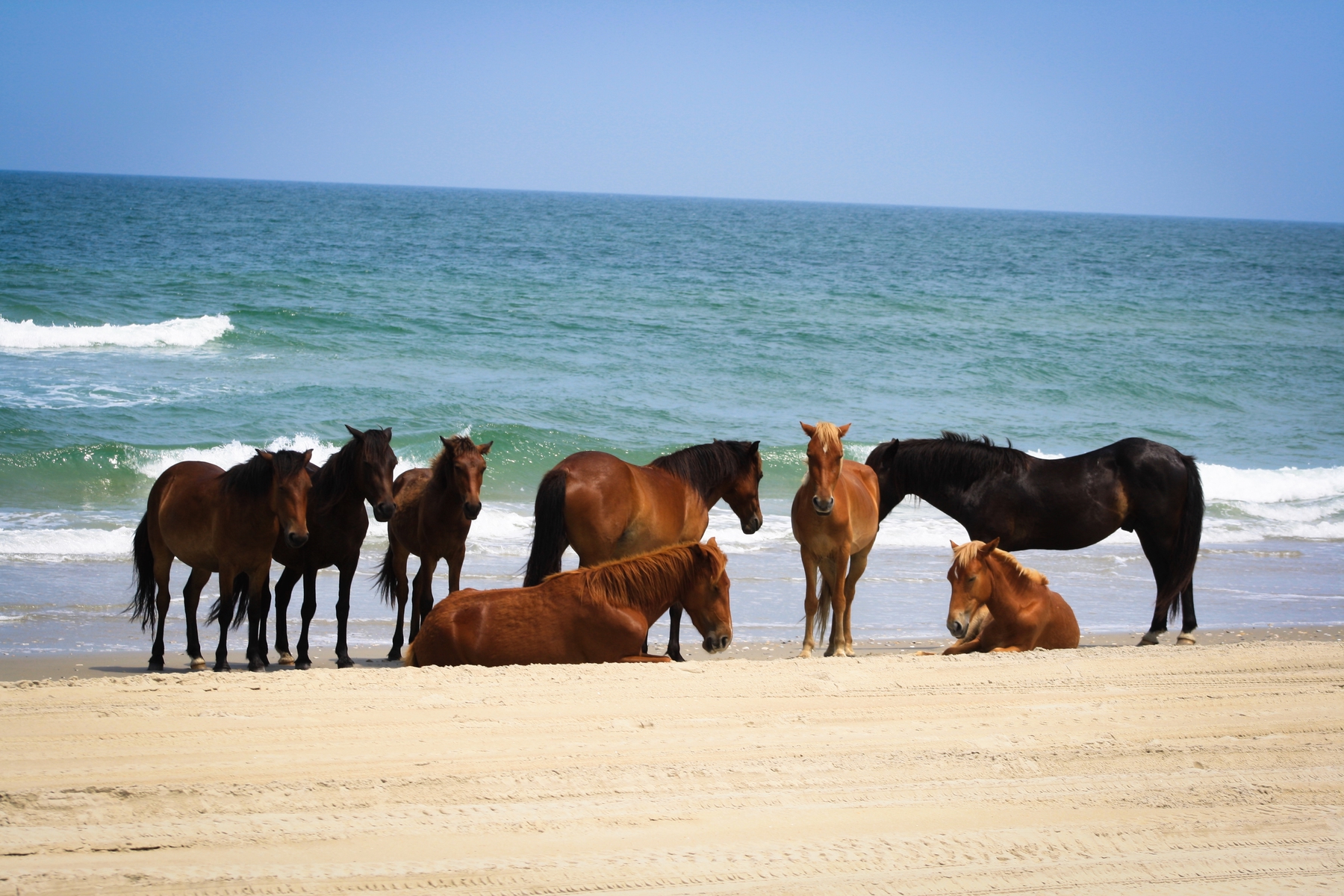 Wild horses on the beach at Outer Banks, North Carolina