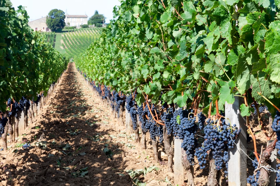 Vino Bordeaux
