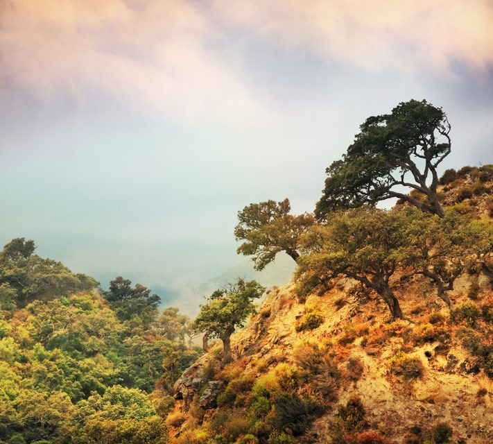 parque natural de los alcornocales en cádiz andalucía