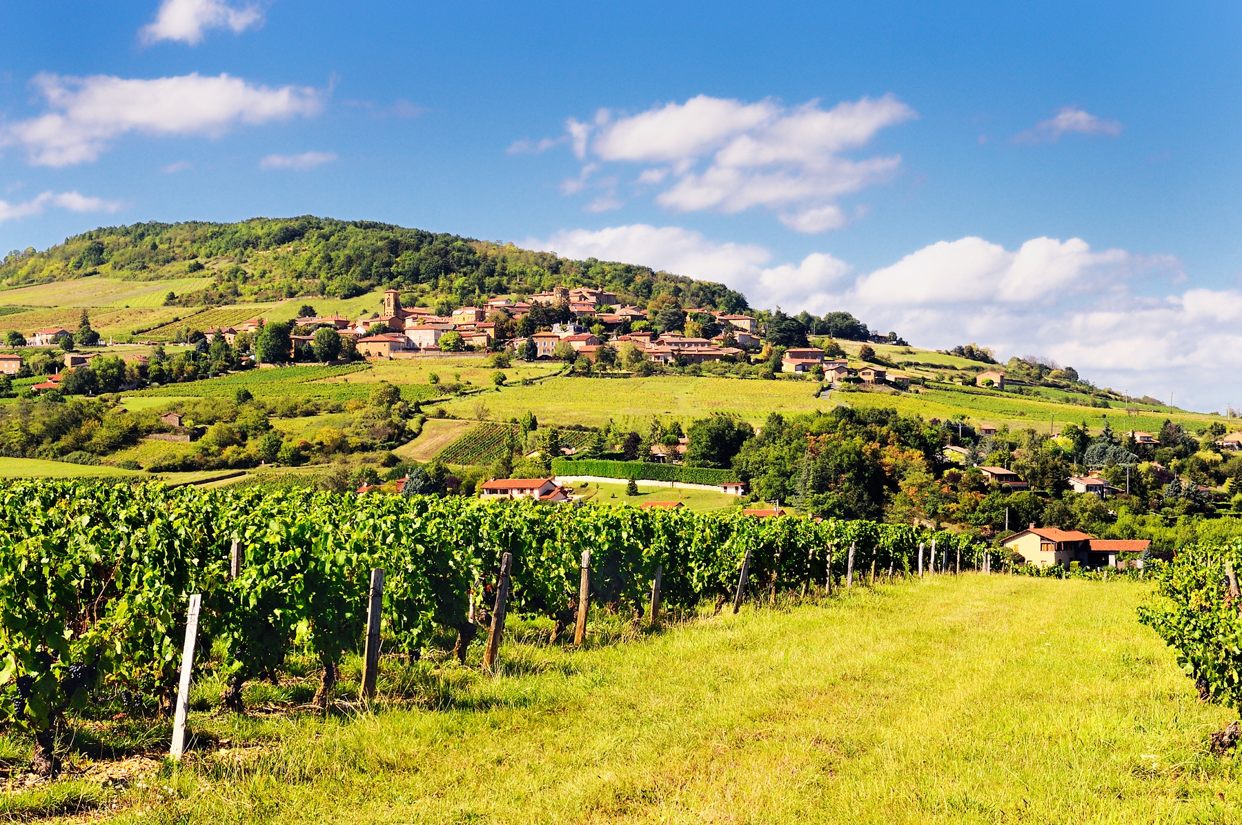 Les vignobles du Beaujolais en France