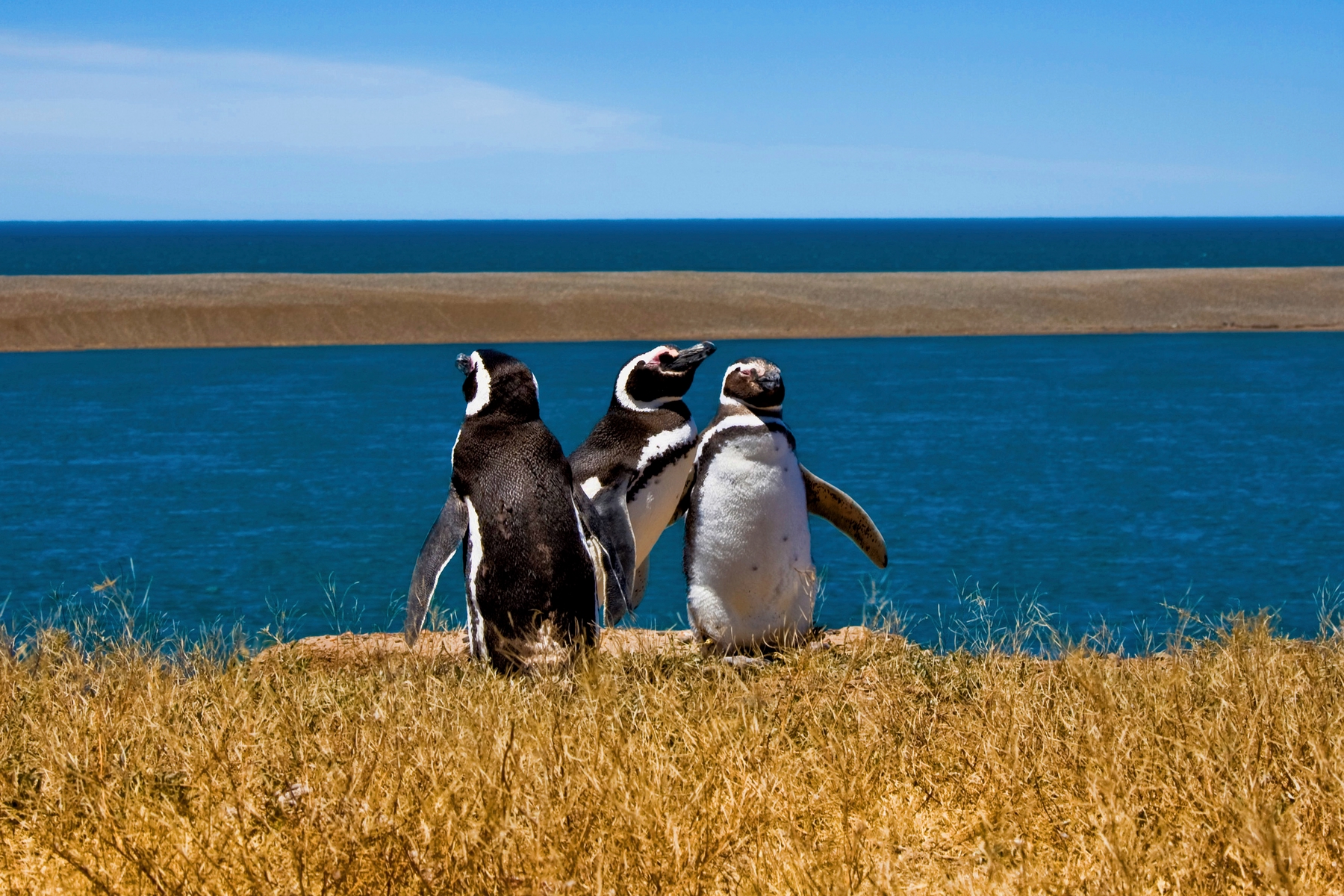 3 penguins relaxing on a sunny day in the mountains of southern Argentina