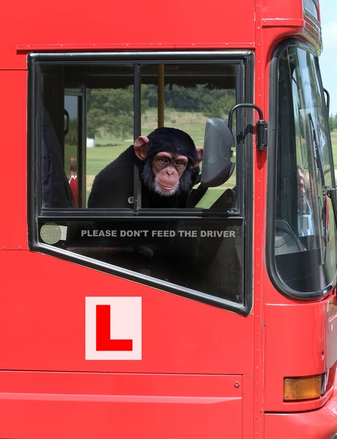 Monkey driving - A visit to the Dublin Zoo is one of the top things to do in Dublin on Sunday